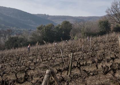 Vineyards greece