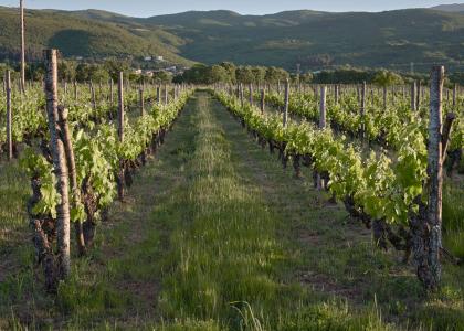 Vineyards | Greece