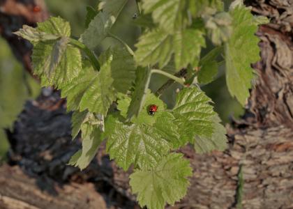 vineyards Naoussa