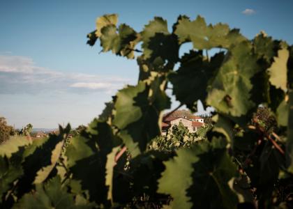 winery