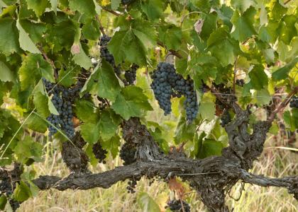 Vines